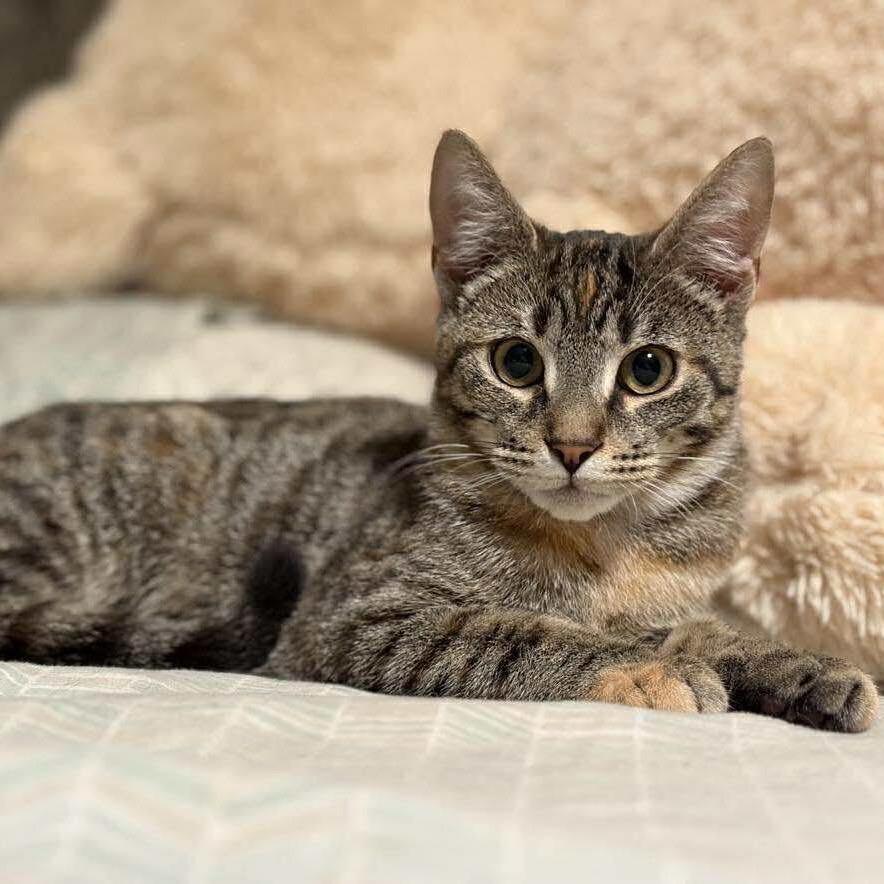 Diesel, Adoptable, Young Female Domestic Short Hair.