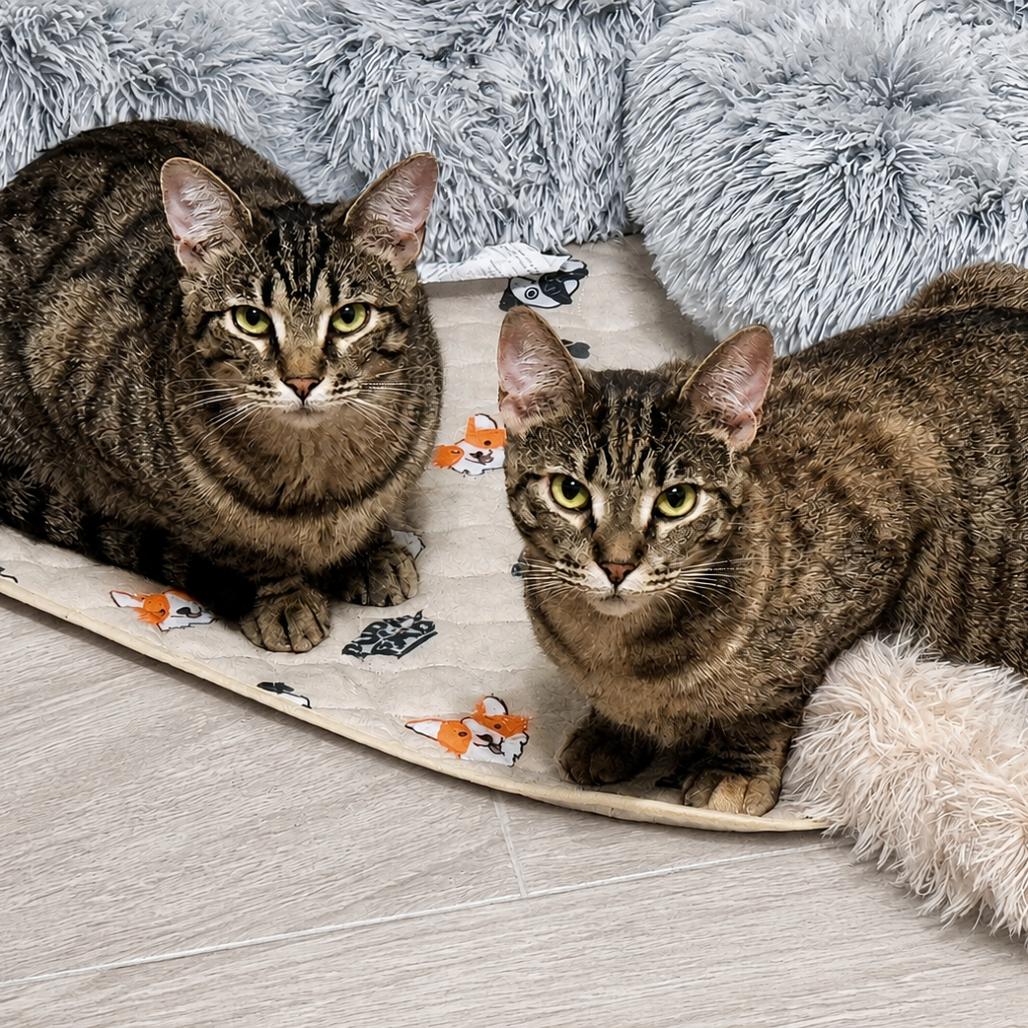 Enlarge Diesel, a Adoptable Domestic Short Hair in Lutz, FL image 3/6