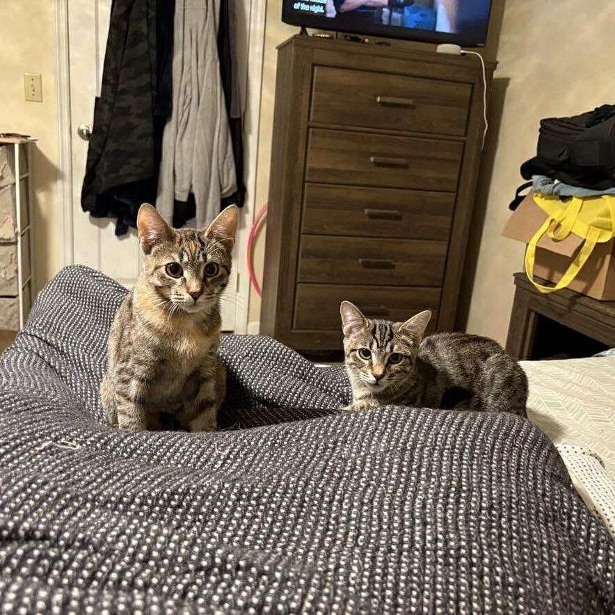 Enlarge Diesel, a Adoptable Domestic Short Hair in Lutz, FL image 2/6