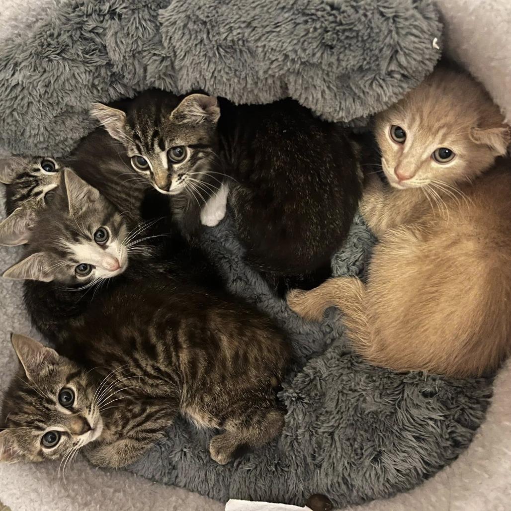 Diesel — thumbnail 4