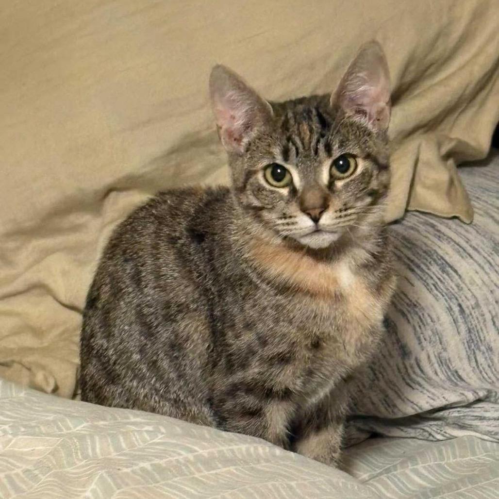 Enlarge Diesel, a Adoptable Domestic Short Hair in Lutz, FL image 5/6