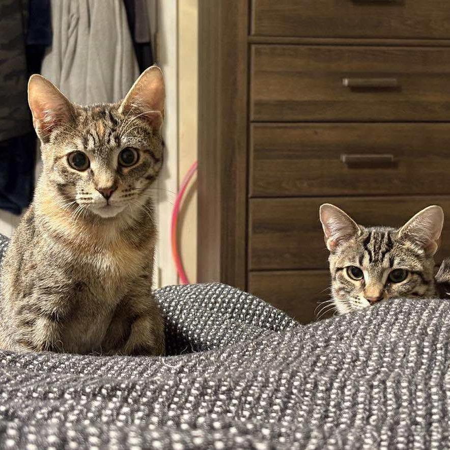 Diesel — thumbnail 6