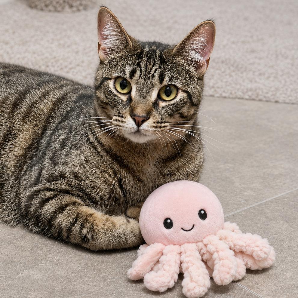 Enlarge Diesel, a Adoptable Domestic Short Hair in Lutz, FL image 6/6