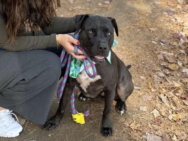 PEPPER, Adoptable, Adult Female Labrador Retriever & Mixed Breed.