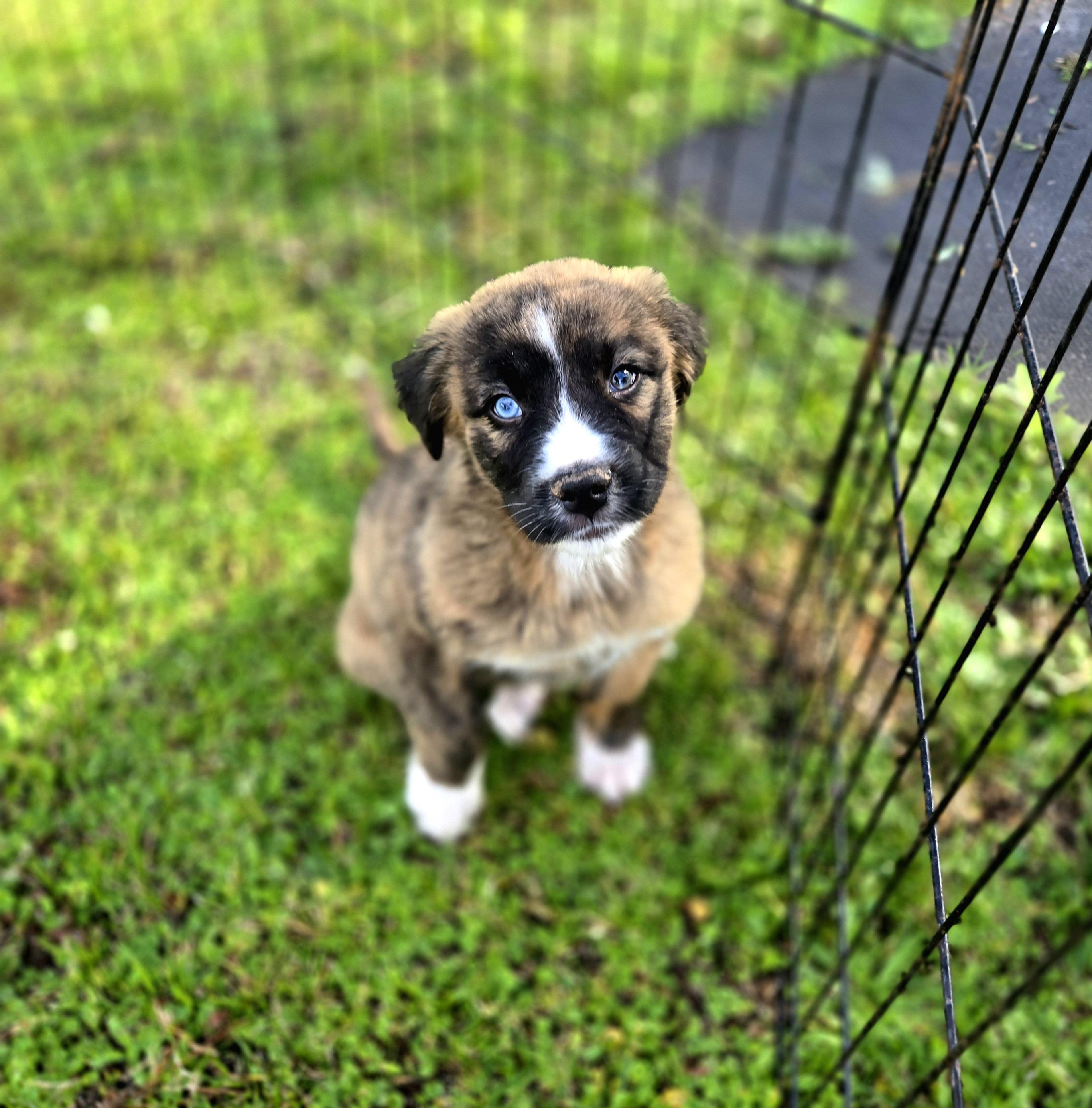 Enlarge Balsamic Vin, a ADOPTABLE mixed breed in Oviedo, FL image 2/3