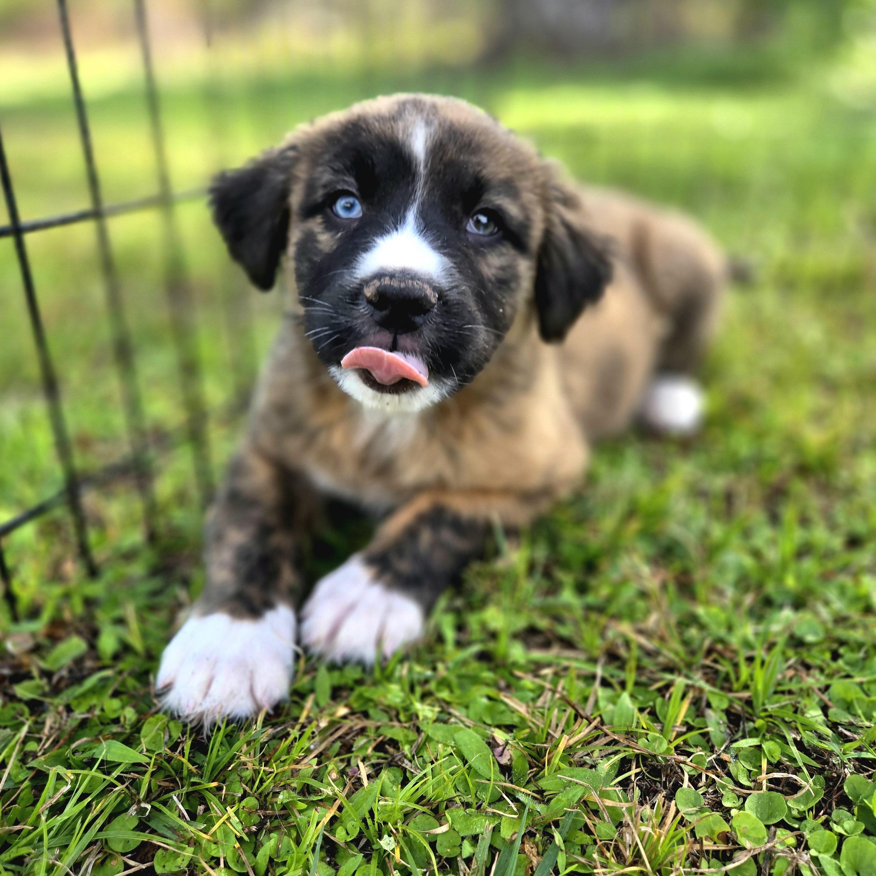 Enlarge Balsamic Vin, a ADOPTABLE mixed breed in Oviedo, FL image 3/3