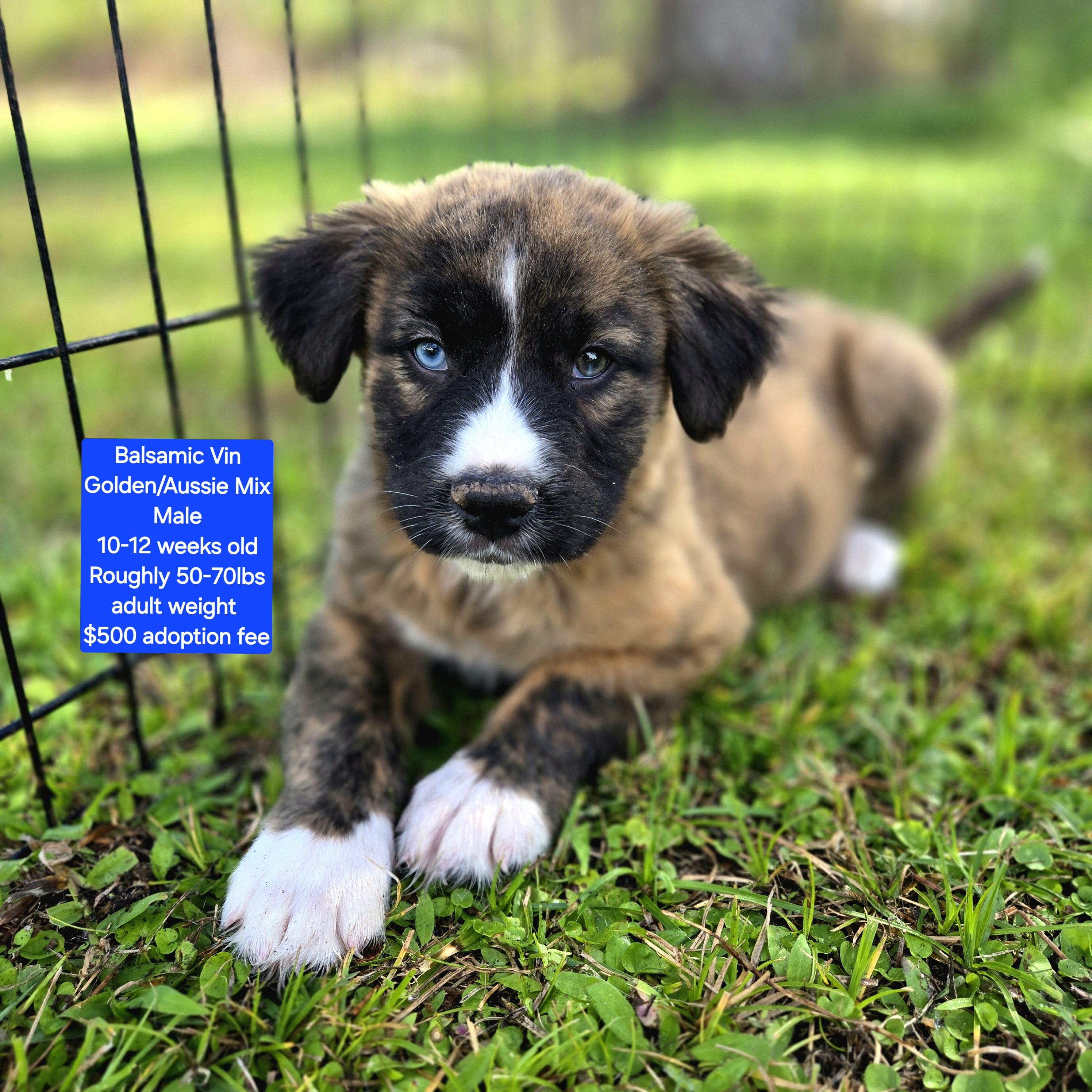 Balsamic Vin, ADOPTABLE, Puppy Male Golden Retriever & Australian Shepherd.