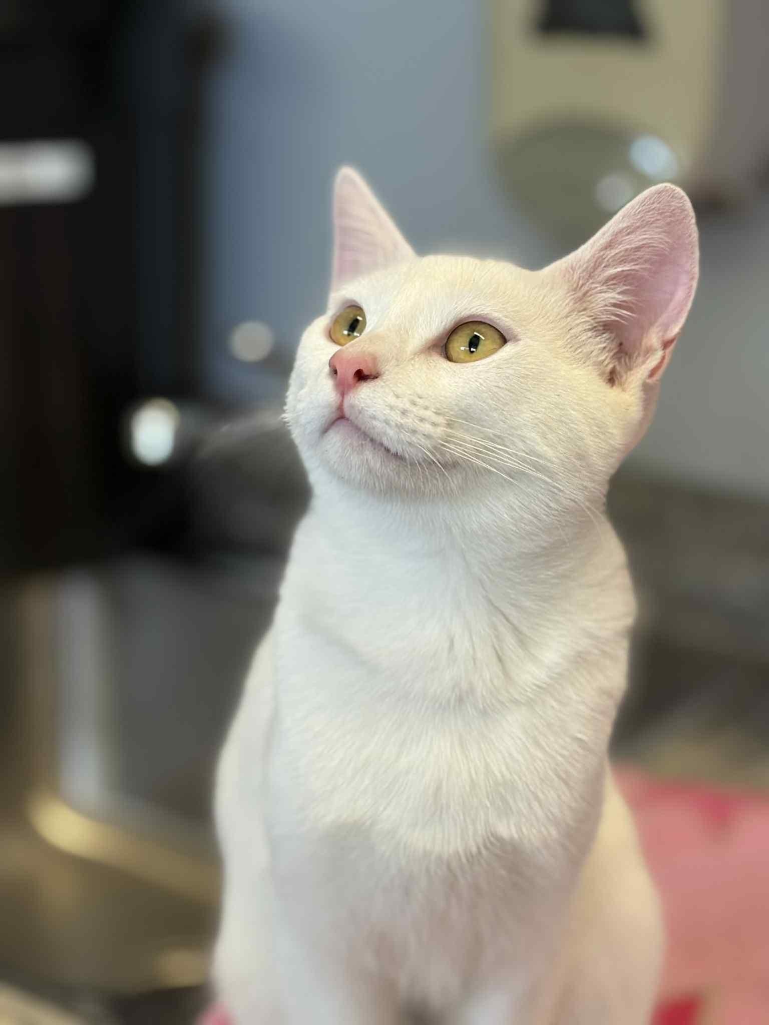 Morey, ADOPTABLE, Young Male Domestic Short Hair.