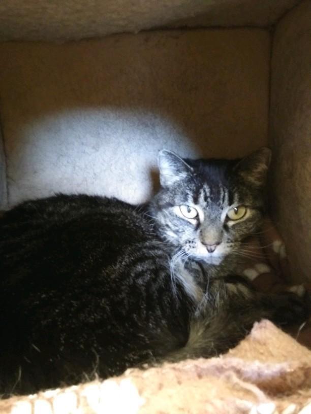 Mary Jane, Adoptable, Senior Female Domestic Short Hair.