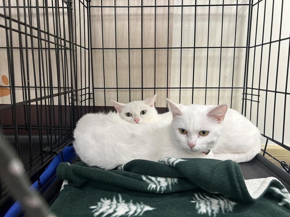 Tallulah III, Adoptable, Adult Female Domestic Short Hair.