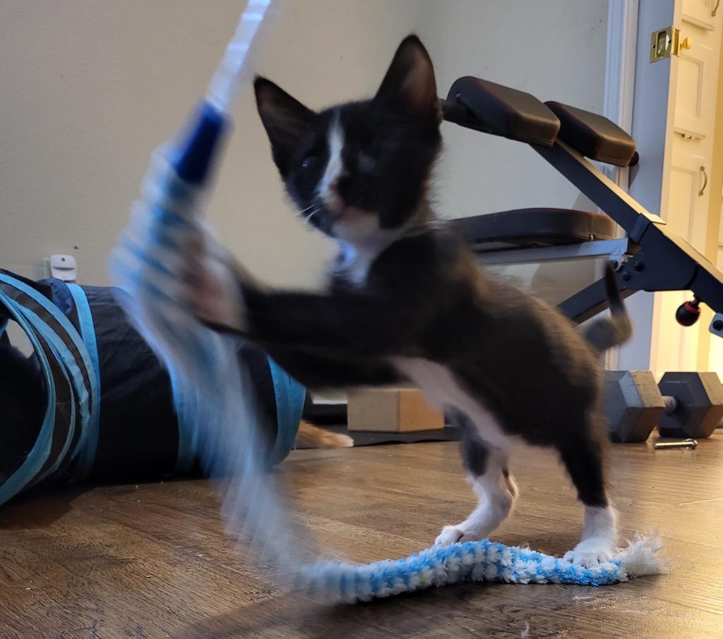 Tuxie, a Adoptable Domestic Short Hair in Richland Hills, TX image 1/6