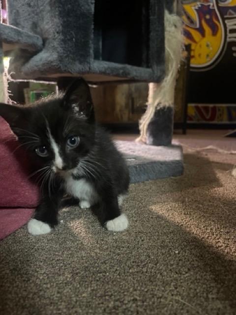 Tuxie, a Adoptable Domestic Short Hair in Richland Hills, TX image 2/6