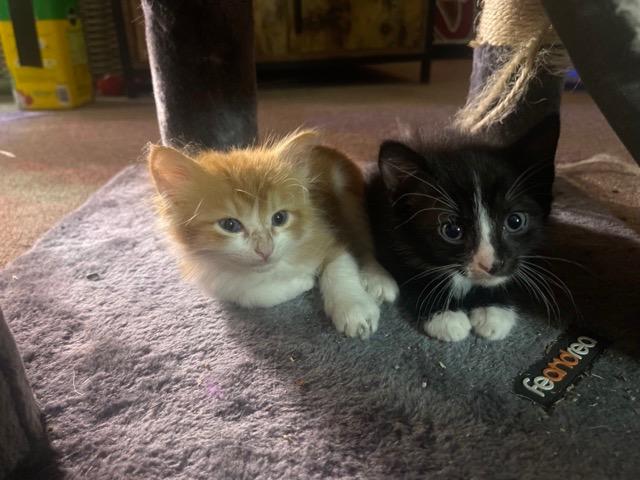 Tuxie, a Adoptable Domestic Short Hair in Richland Hills, TX image 3/6