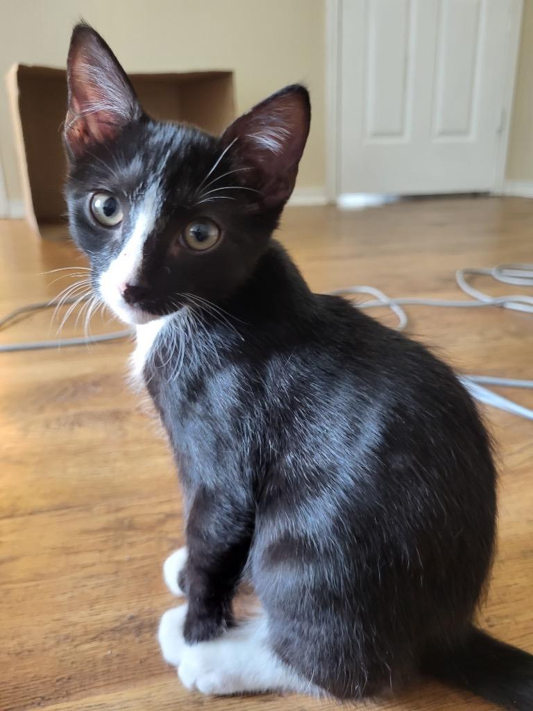 Tuxie, a Adoptable Domestic Short Hair in Richland Hills, TX image 4/6