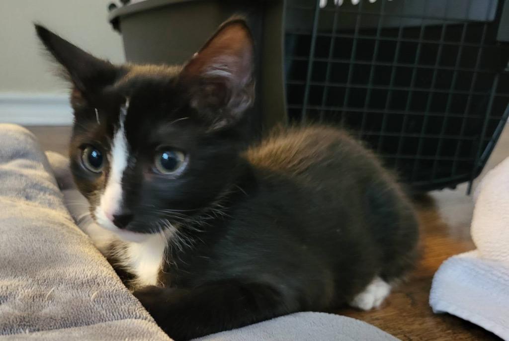 Tuxie, a Adoptable Domestic Short Hair in Richland Hills, TX image 5/6