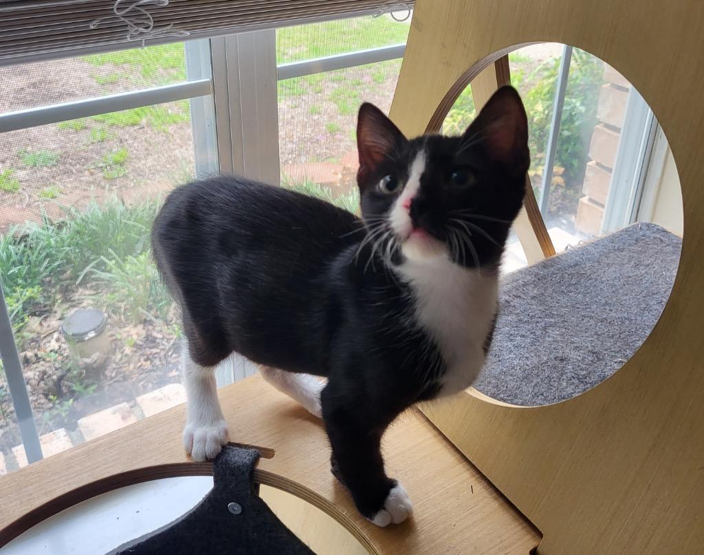 Tuxie, a Adoptable Domestic Short Hair in Richland Hills, TX image 6/6