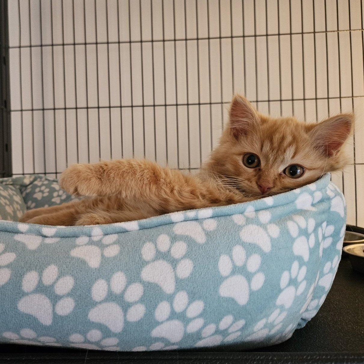 Enlarge Leo and Buddy, an adoptable Domestic Short Hair in Alexandria, VA image 3/5