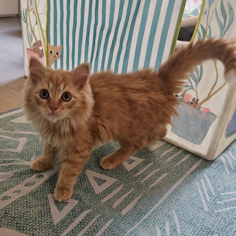 Enlarge Leo and Buddy, an adoptable Domestic Short Hair in Alexandria, VA image 1/5