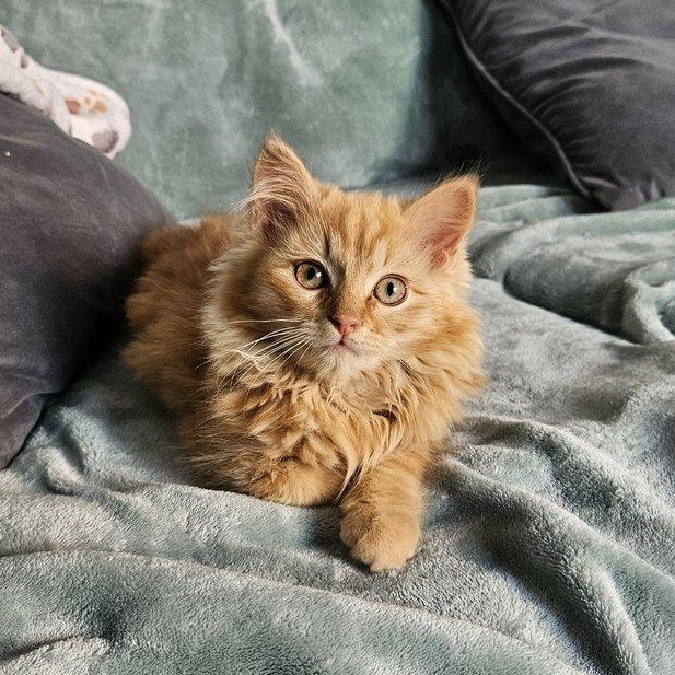 Enlarge Leo and Buddy, an adoptable Domestic Short Hair in Alexandria, VA image 2/5