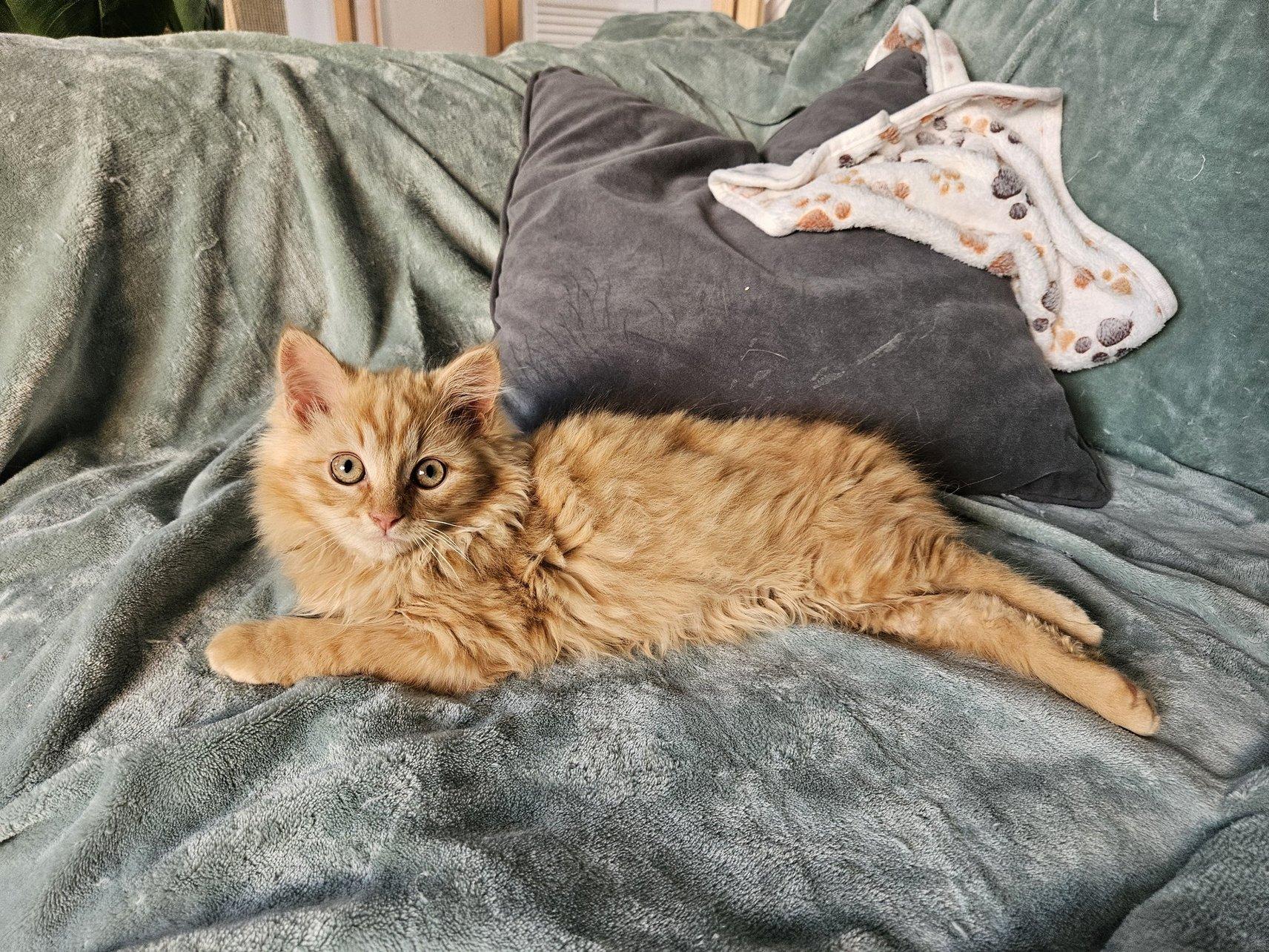 Enlarge Leo and Buddy, an adoptable Domestic Short Hair in Alexandria, VA image 4/5