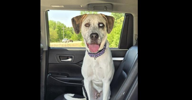 Enlarge Tibbers, a Adoptable mixed breed in Papillion, NE image 2/3