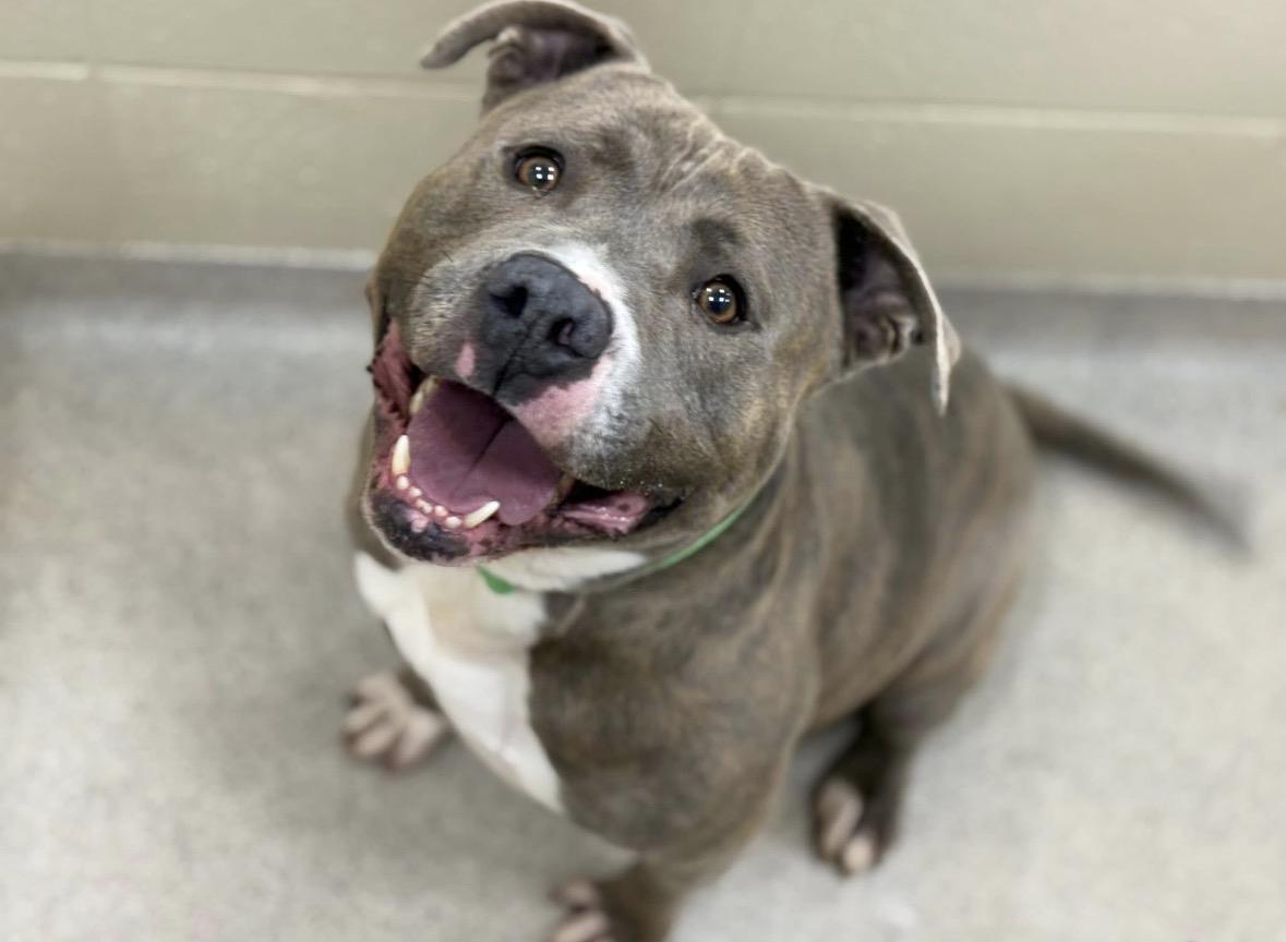 Enlarge Elliot, a ADOPTABLE mixed breed in Youngstown, OH image 1/3