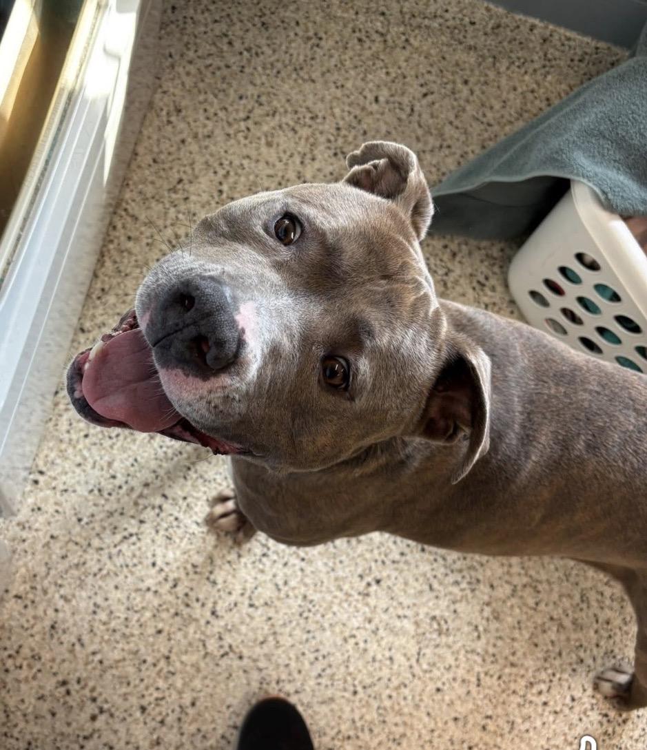 Enlarge Elliot, a ADOPTABLE mixed breed in Youngstown, OH image 3/3