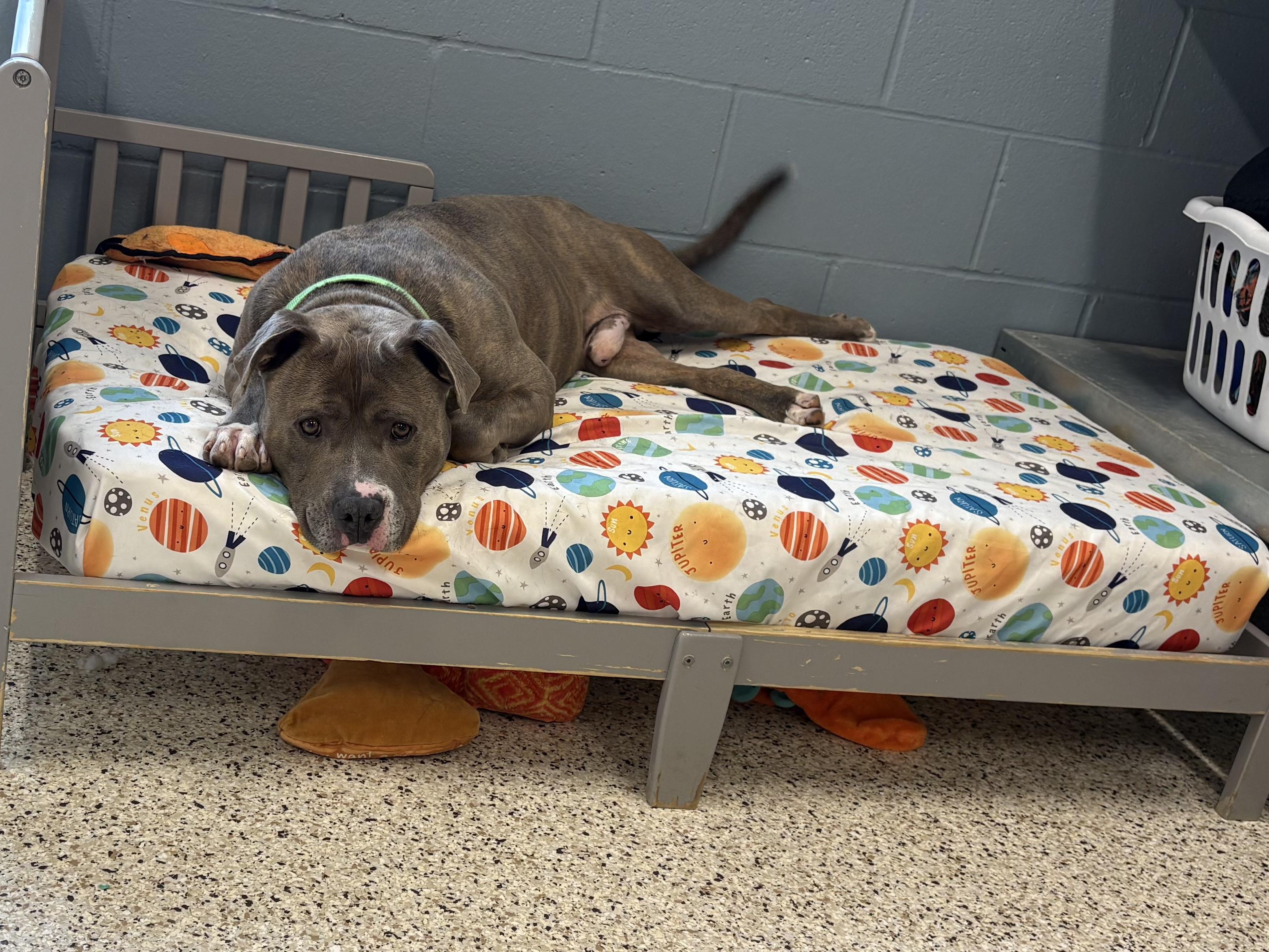 Enlarge Elliot, a ADOPTABLE mixed breed in Youngstown, OH image 2/3