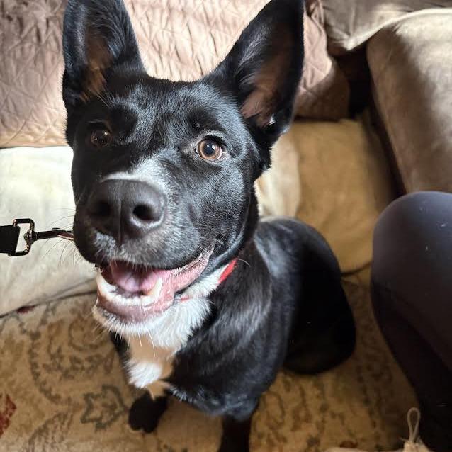 Princeton, Adoptable, Young Male Mixed Breed.