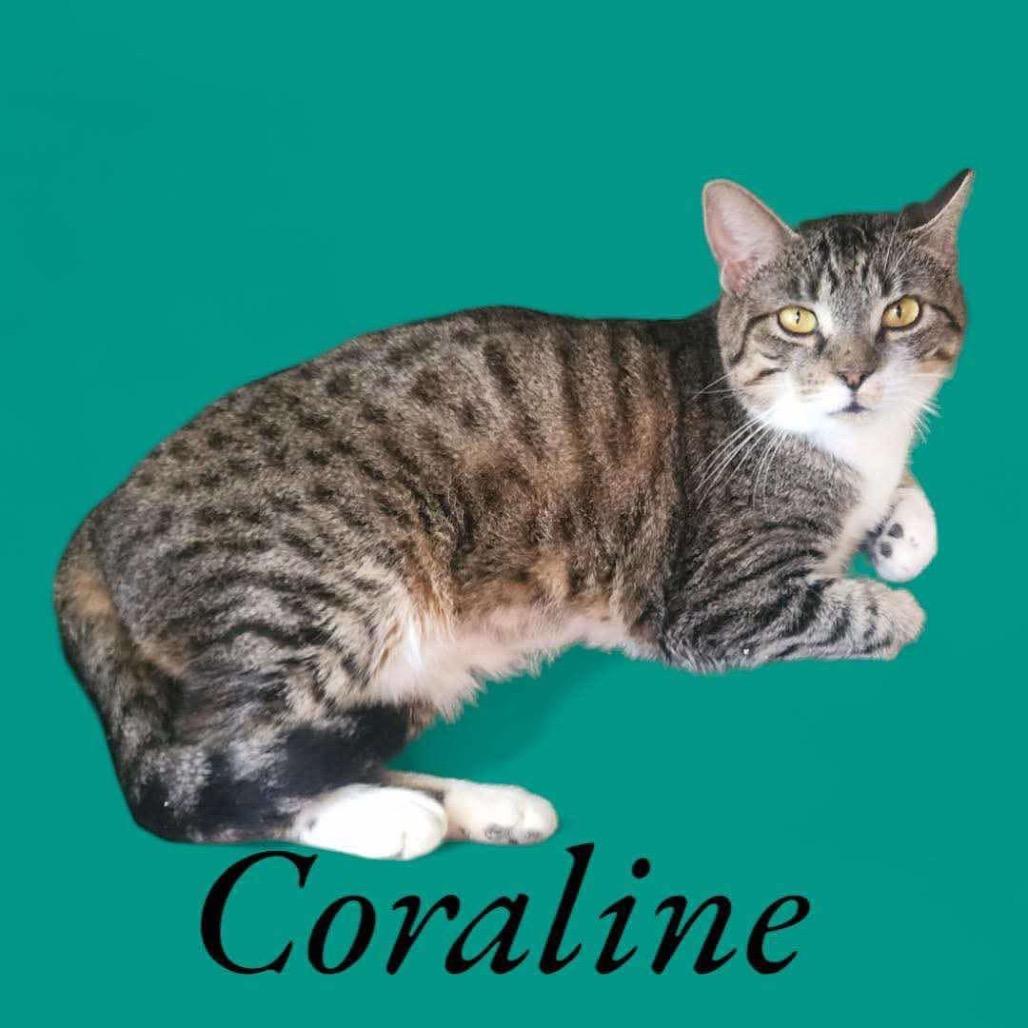 Enlarge Coraline, a Adoptable American Shorthair in Nashville, GA image 1/3