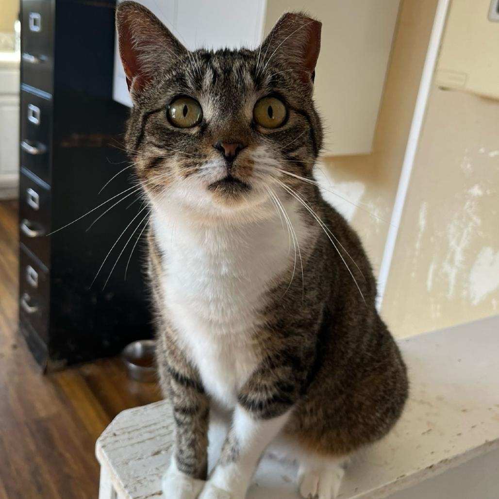 Enlarge Coraline, a Adoptable American Shorthair in Nashville, GA image 2/3