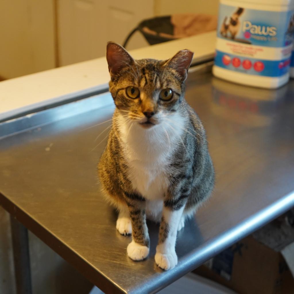 Enlarge Coraline, a Adoptable American Shorthair in Nashville, GA image 3/3