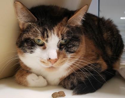 Sarita, Adoptable, Adult Female Domestic Short Hair & Domestic Short Hair.