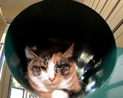 Enlarge Sarita, a Adoptable Domestic Short Hair in Cleveland, OH image 2/3