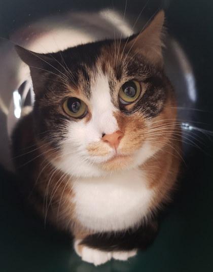 Enlarge Sarita, a Adoptable Domestic Short Hair in Cleveland, OH image 3/3