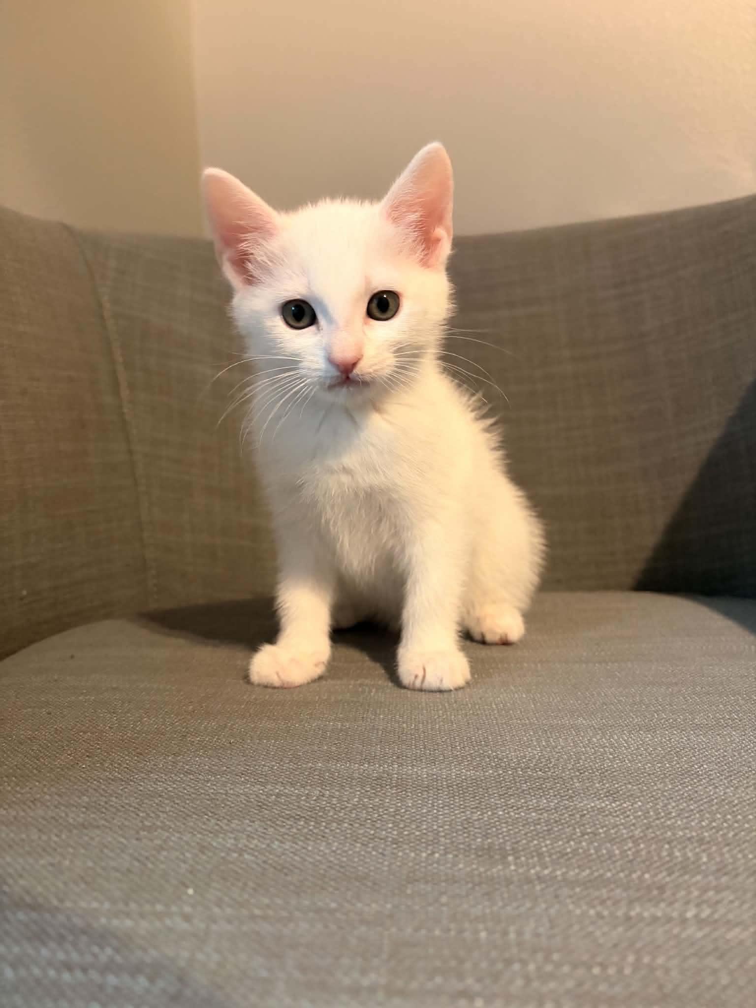 Masie, Adoptable, Kitten Female Domestic Medium Hair.