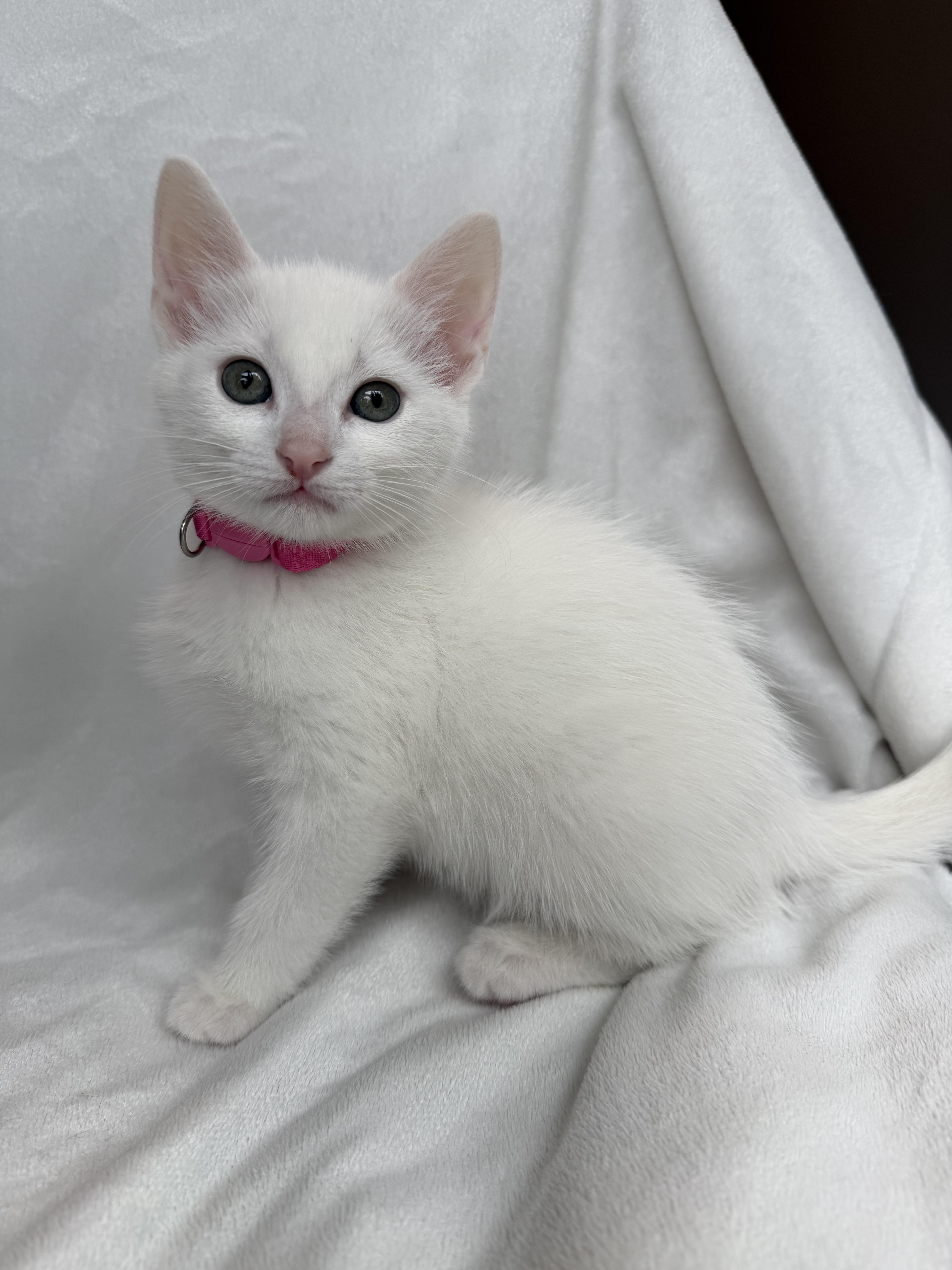 Enlarge Masie, a Adoptable mixed breed in Bonney Lake, WA image 4/6