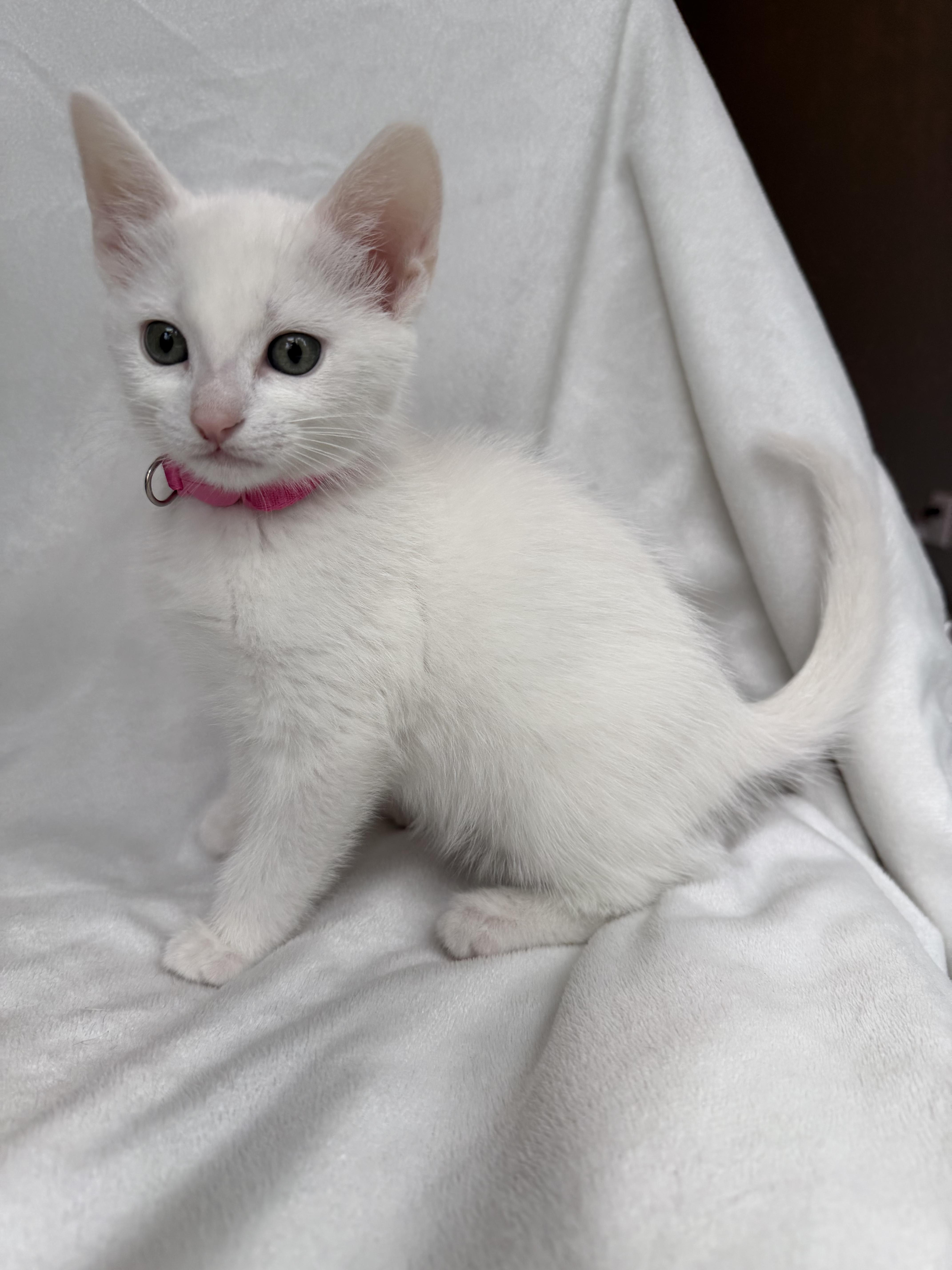 Enlarge Masie, a Adoptable mixed breed in Bonney Lake, WA image 5/6
