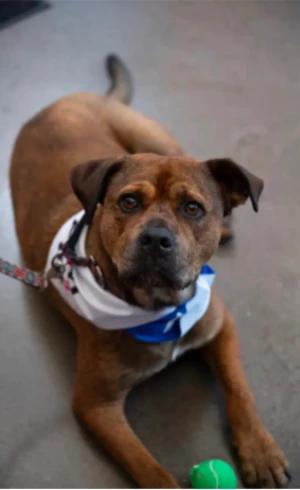 Hoss, Adoptable, Adult Male Rottweiler.
