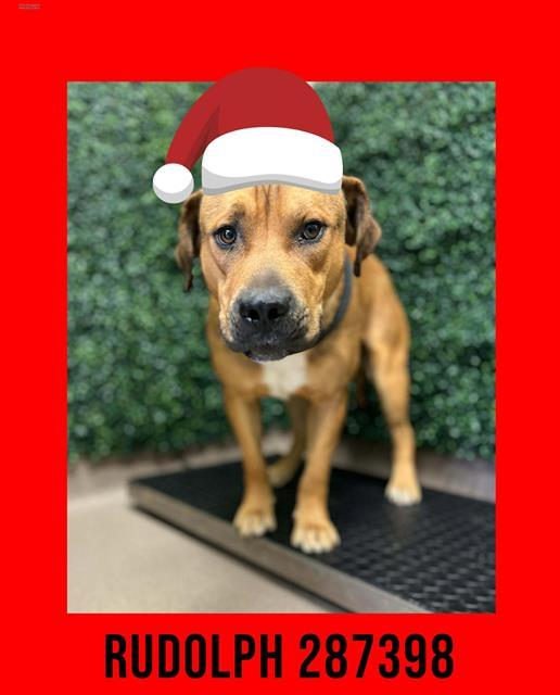 Enlarge RUDOLPH, a Adoptable Mixed Breed in Macon, GA image 1/1