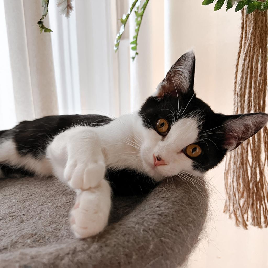 Enlarge BENTLEY, a Adoptable Domestic Short Hair in San Antonio, TX image 1/3