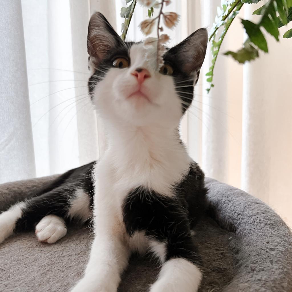 Enlarge BENTLEY, a Adoptable Domestic Short Hair in San Antonio, TX image 2/3