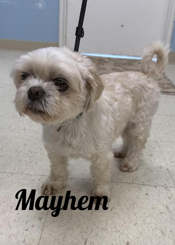 Mayhem, ADOPTABLE, Senior Male Shih Tzu.