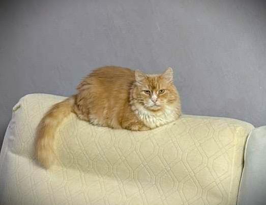 Enlarge Peach, a Adoptable American Shorthair in Brooklyn, NY image 1/1