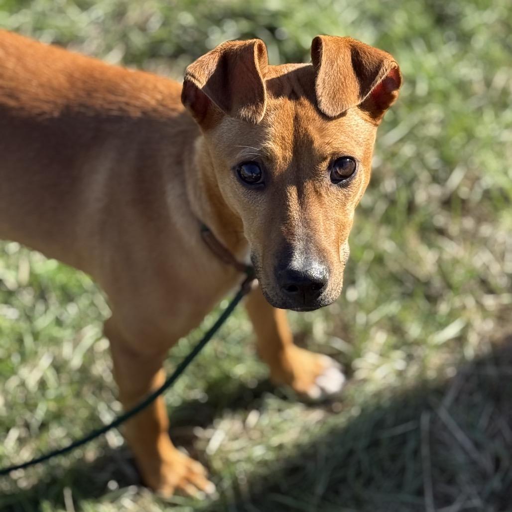 Captain, Adoptable, Young Male Chihuahua.
