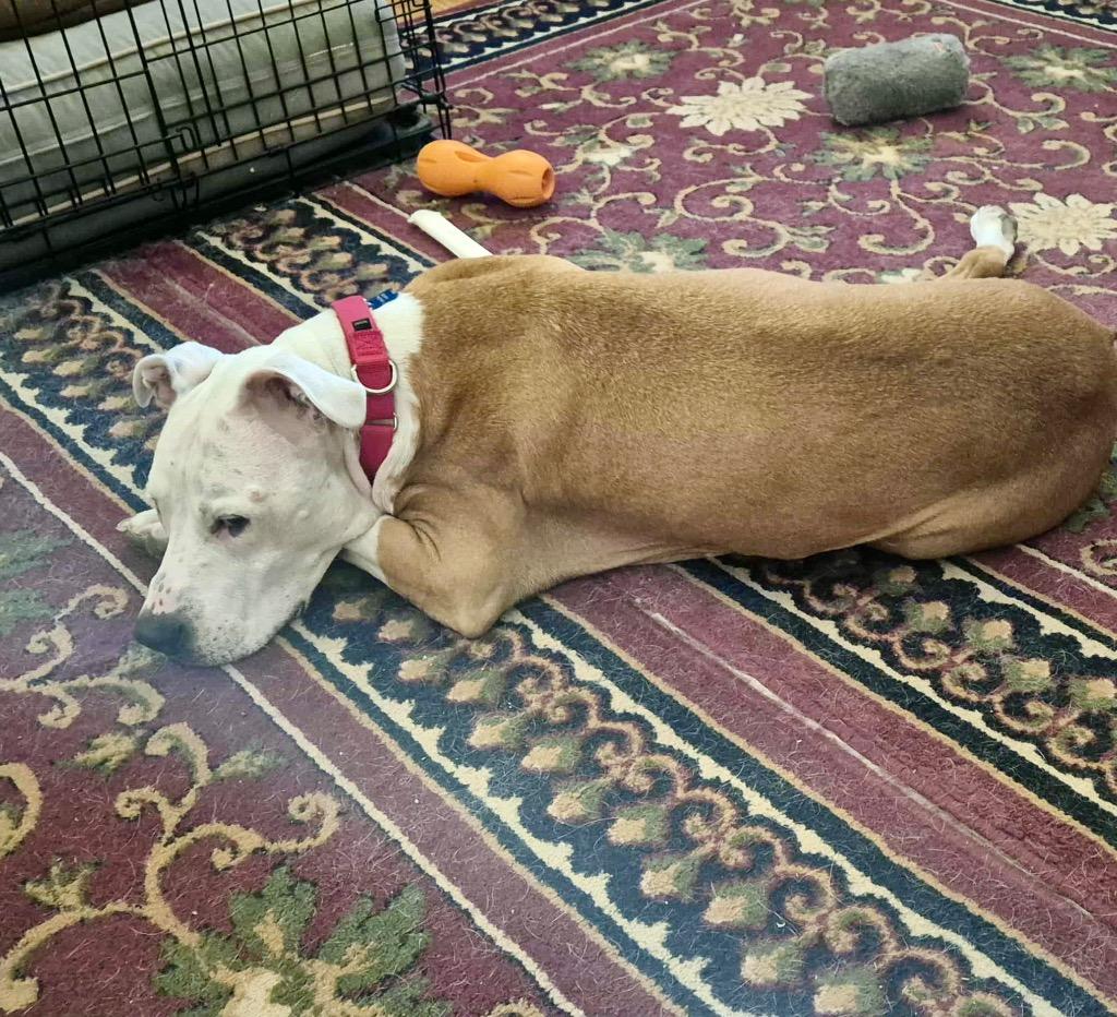 PJ, a Adoptable mixed breed in Columbia, IL image 2/3