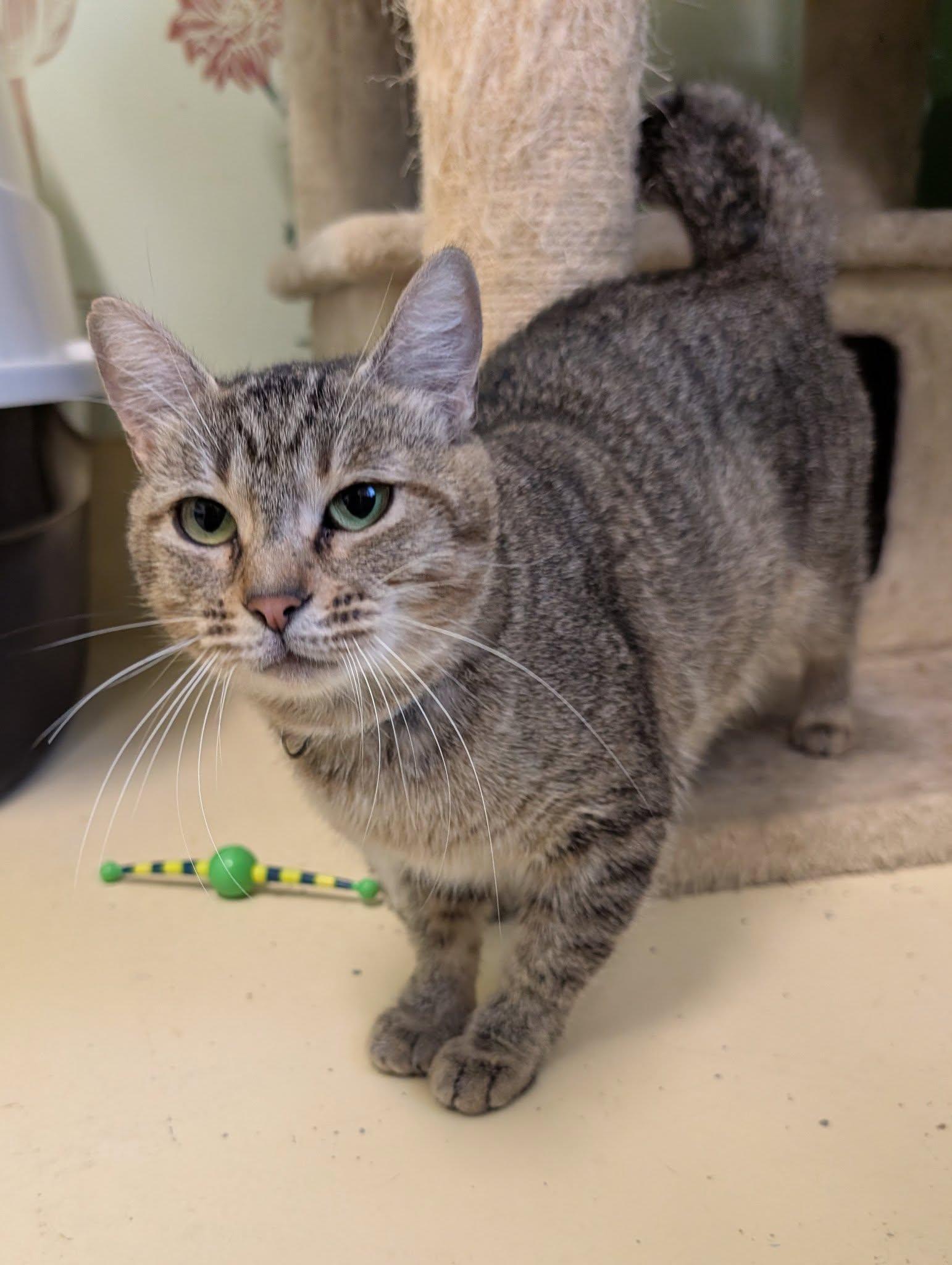 Enlarge Chiffon, a Adoptable mixed breed in Newburgh, IN image 1/1