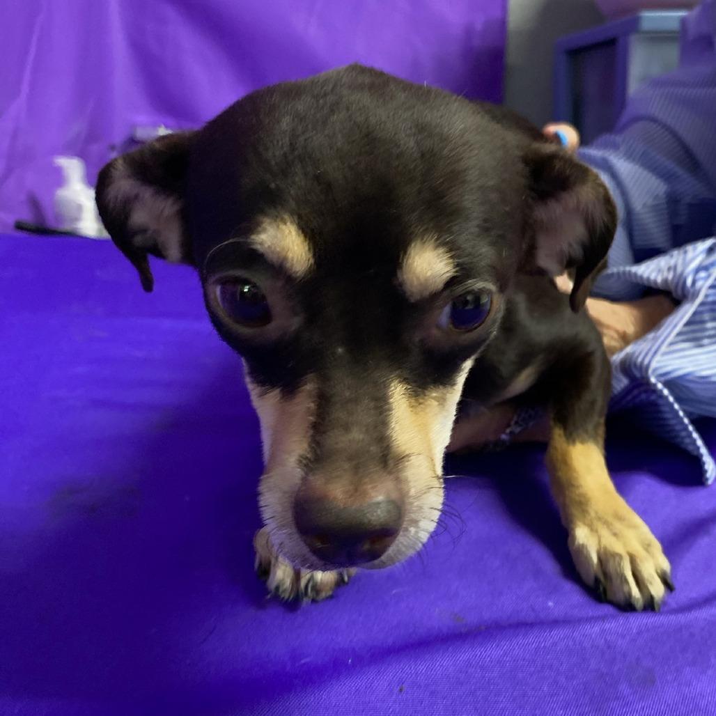 Enlarge Lulu 3, a Adoptable mixed breed in North Myrtle Beach, SC image 1/1