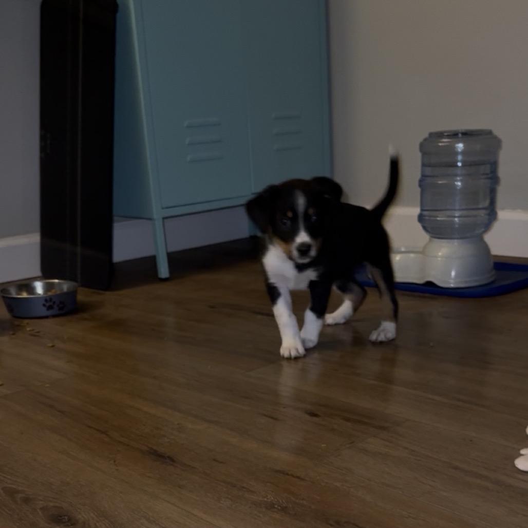 Poppy (Popeyes), Adoptable, Puppy Female Australian Shepherd & Bluetick Coonhound.