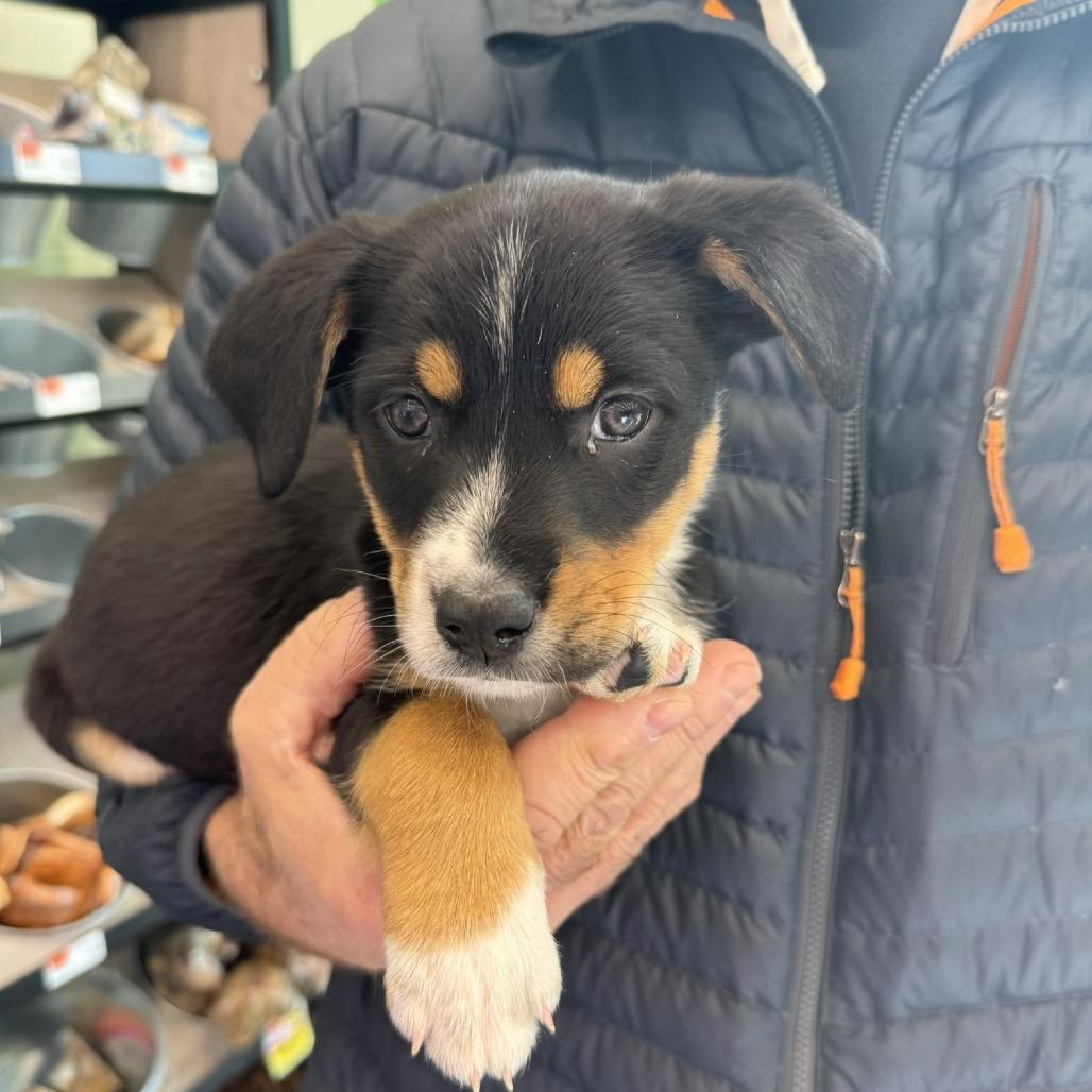 Enlarge Poppy (Popeyes), a Adoptable mixed breed in St. Charles, MO image 2/6
